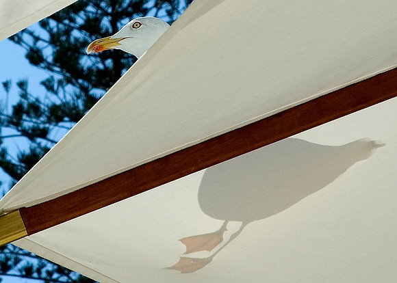 "Gull on a parasol". Hotel Cap Estel, Èze-Bord-de-mer , Cotes d'Azure.