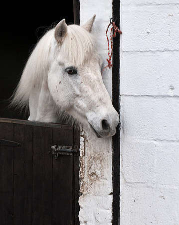 White horse, white stable.