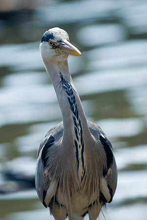 Heron