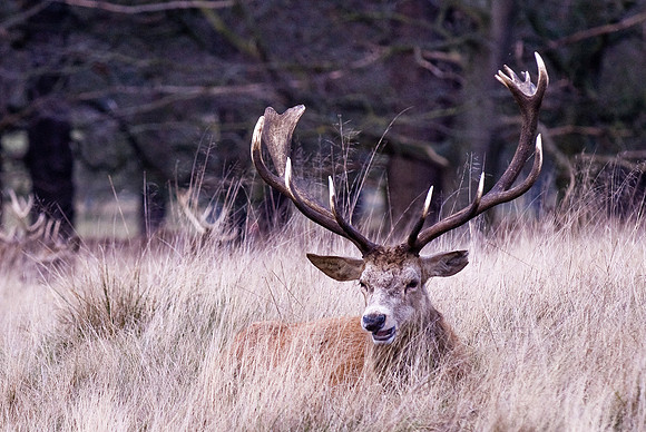 Deer in Richmond Park.