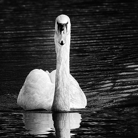 _DGS1967-Edit-2 as mono
