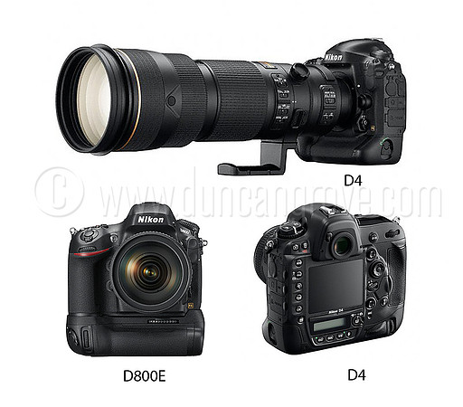 main D4_D800E group