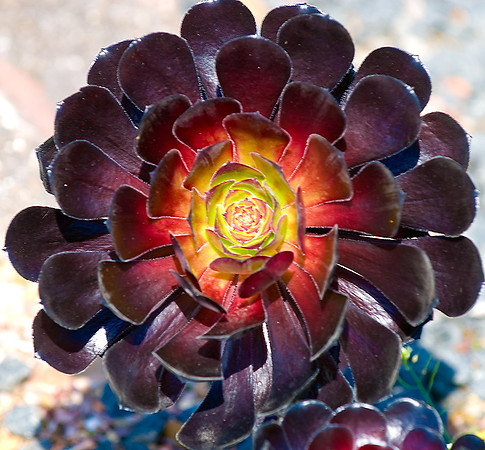Flower at Kew Gardens