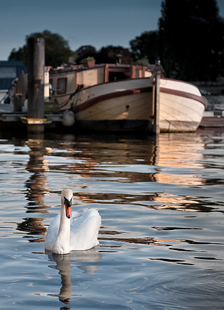 Swan near Kingston Bridge at dusk.